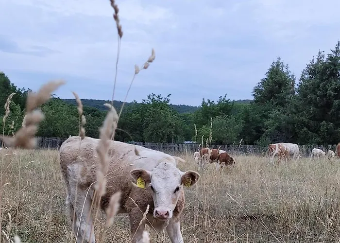 Falkenhof * Meisdorf